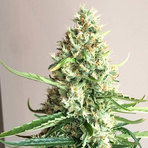 Silver Buddha Haze - Sumo Seeds hoofdtop in bloei