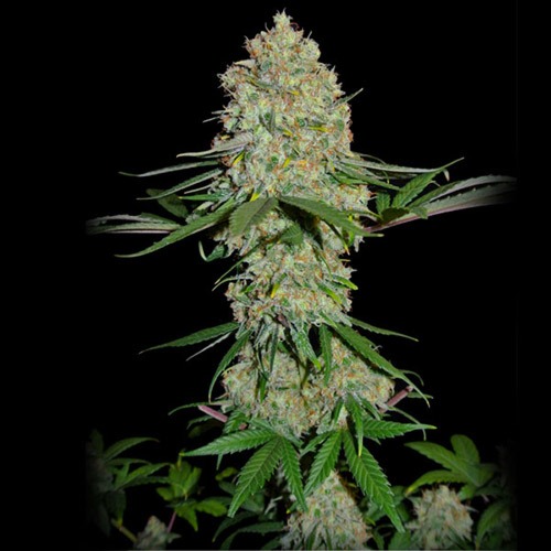 Silver Buddha Haze - Sumo Seeds