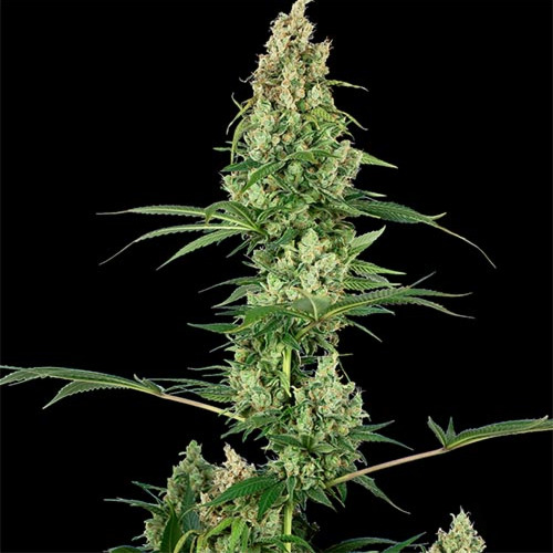 Silver Fire - Sensi Seeds