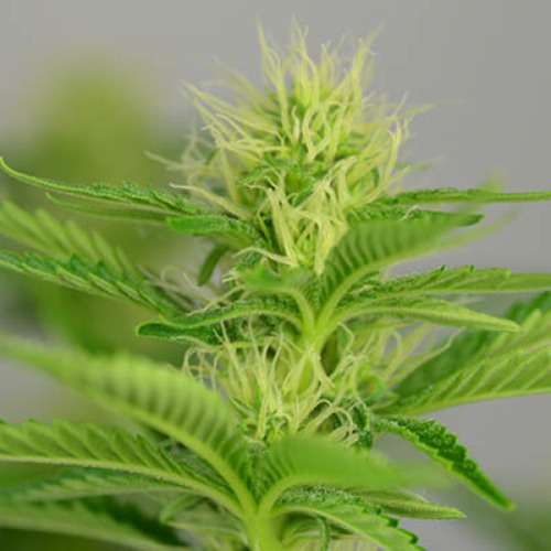 Silver Haze - Huismerk Wietzaadjes.nl begin bloeiperiode