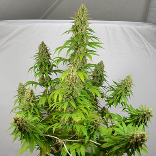 Silver Haze - Huismerk Wietzaadjes.nl wietplant