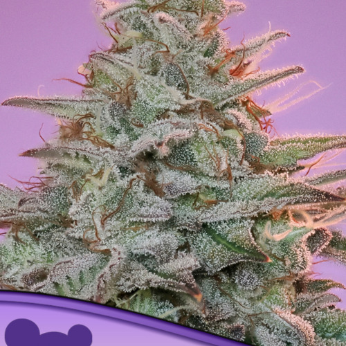 Landraces Sinai - Anesia Seeds