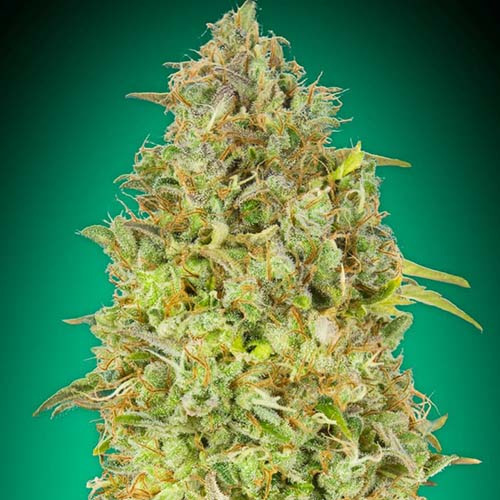 Skunk 47 - Advanced Seeds