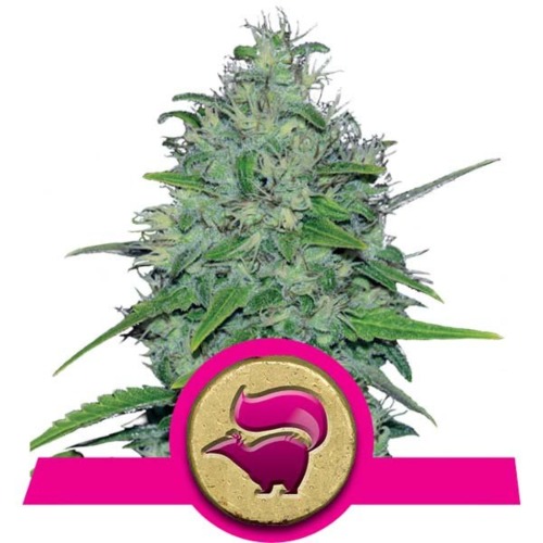 Skunk XL wietsoort - Royal Queen Seeds