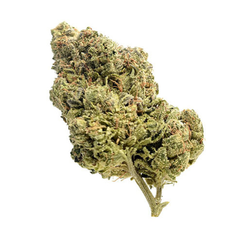 Skyrocket - Amsterdam Genetics