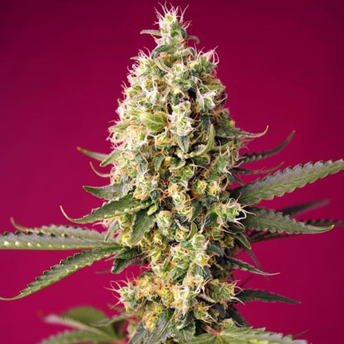 Skywalker OG Runtz XL Auto - Sweet Seeds