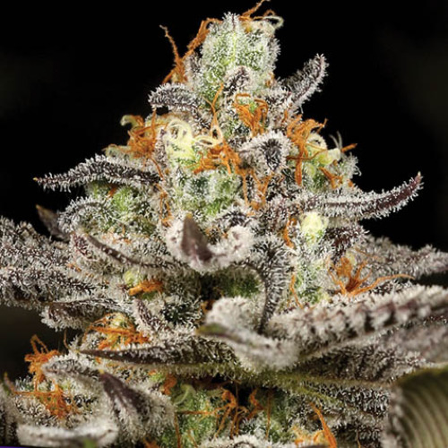 Sleepy Joe - Anesia Seeds