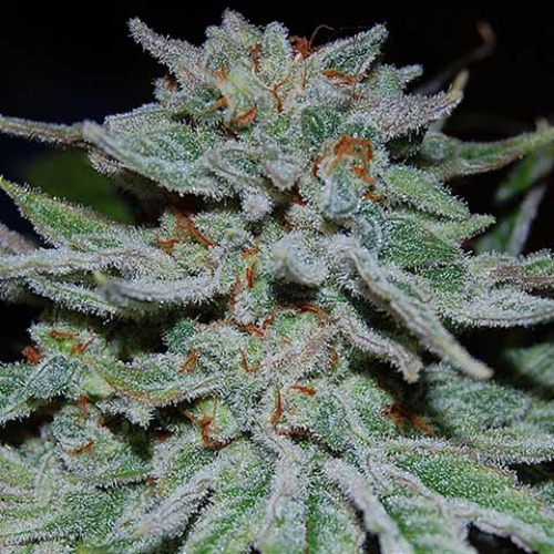 Slurricane - Anesia Seeds
