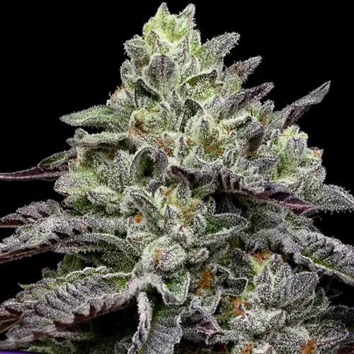 Smashberry Fumez - Anesia Seeds