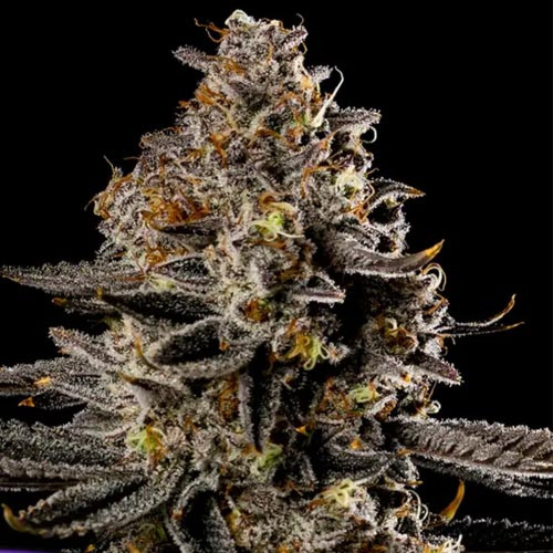 Smashberry Fumez Auto - Anesia Seeds