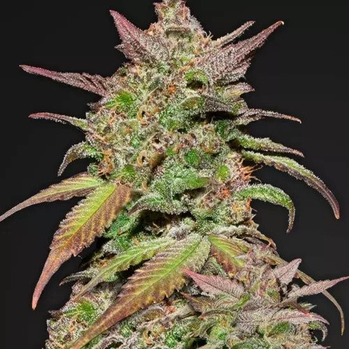 Smoothie - FastBuds