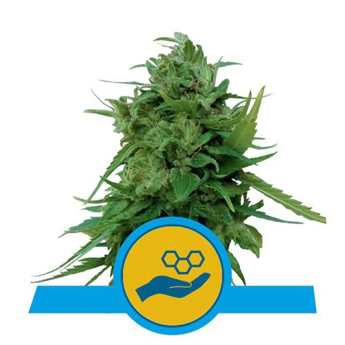 Solomatic CBD - Royal Queen Seeds