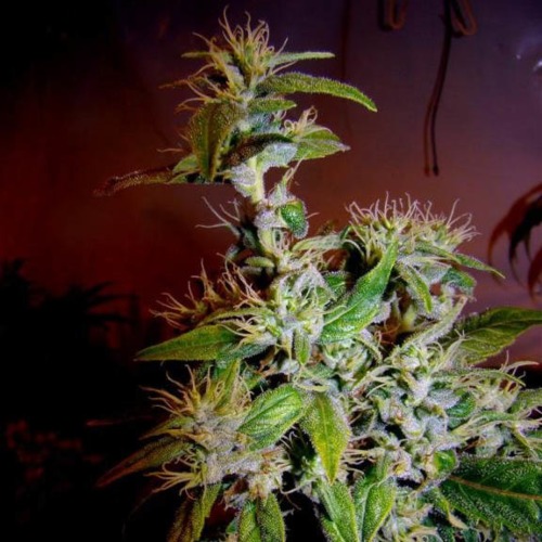 Amnesia Haze - Soma Seeds wietplant in bloei