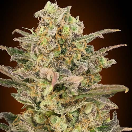 Somango Glue - Advanced Seeds