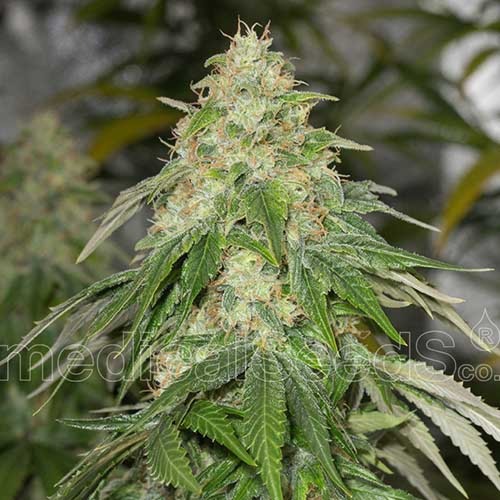 Some Sweet - Medical Seeds