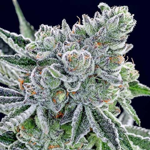 Sour Betty - Anesia Seeds