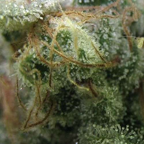Close-up van de THC kristallen  op de Sour Chiesel wietplant van Big Buddha Seeds.