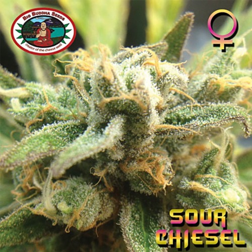 De THC kristallen  op de Sour Chiesel wietplant van Big Buddha Seeds.