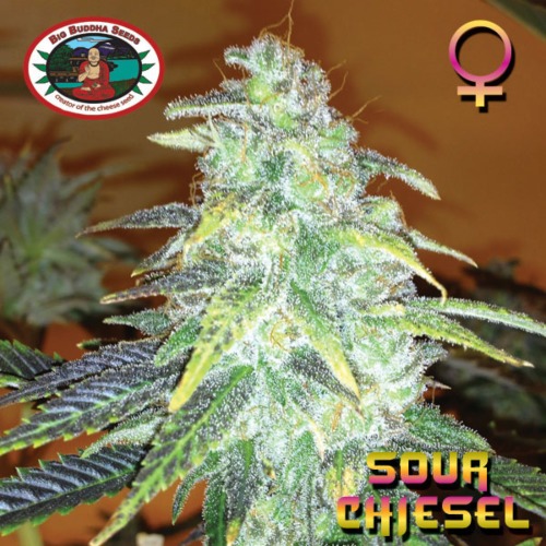 Sour Chiesel wietplant top - Big Buddha Seeds.