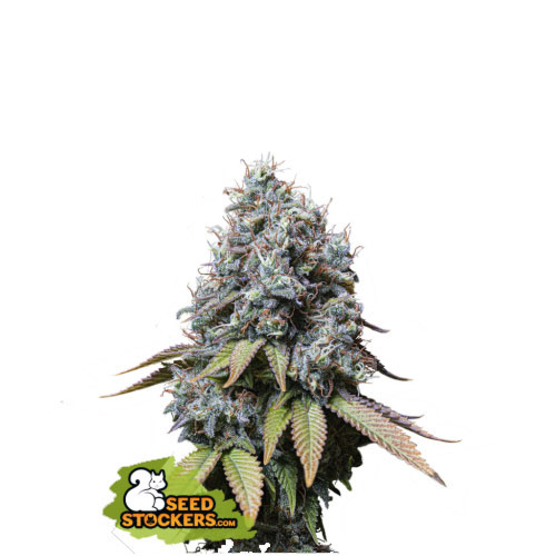 Sour Diesel - Seedstockers
