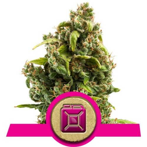 Sour Diesel wietsoort - Royal Queen Seeds