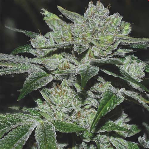 Sour Glue - Medical Seeds