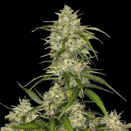 Sour Jealousy Auto - FastBuds