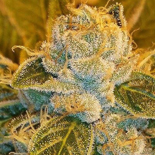 Sour Ripper - Ripper Seeds