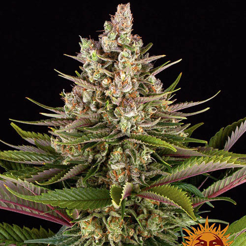 Sour Strawberry - Barney's Farm