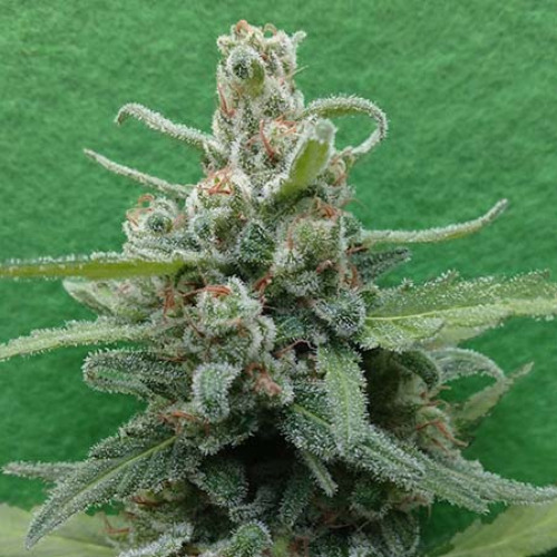 Soylent Green Auto - Breaking Buds Seeds