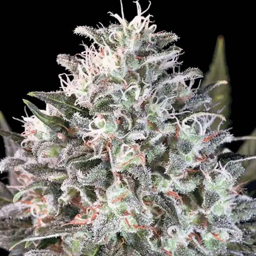 Space Cookies - Paradise Seeds