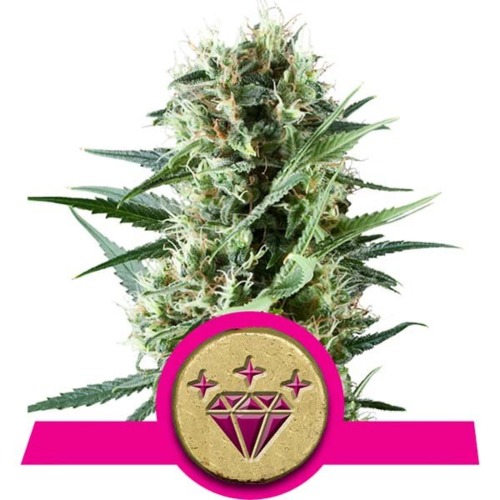 Special Kush #1 wietsoort - Royal Queen Seeds