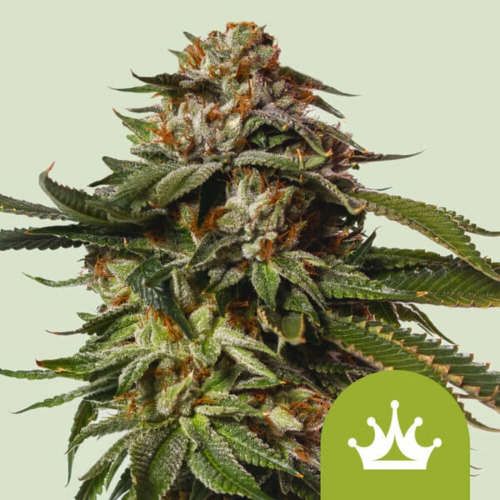 Special Queen #1 Auto - Royal Queen Seeds
