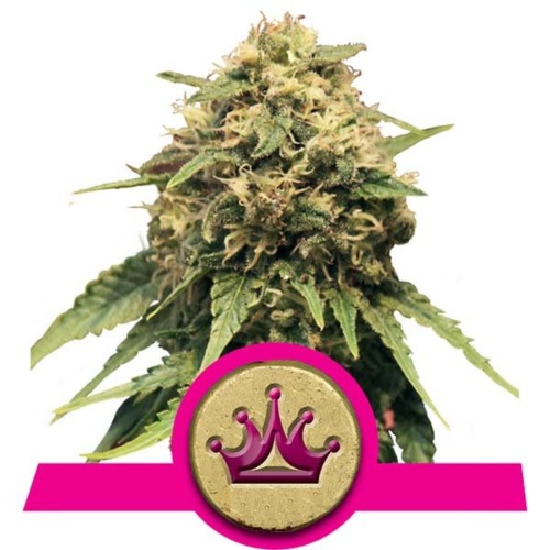 Special Queen #1 wietsoort - Royal Queen Seeds