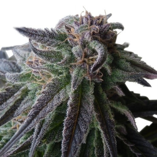 Special Queen #1 top - Royal Queen Seeds