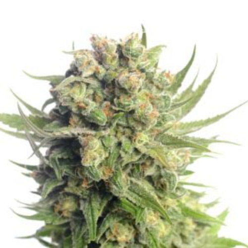 Spicebomb - Amsterdam Genetics close-up