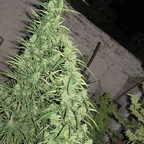 Afghani Gold - Spliff Seeds wietplant in een buitenkweek