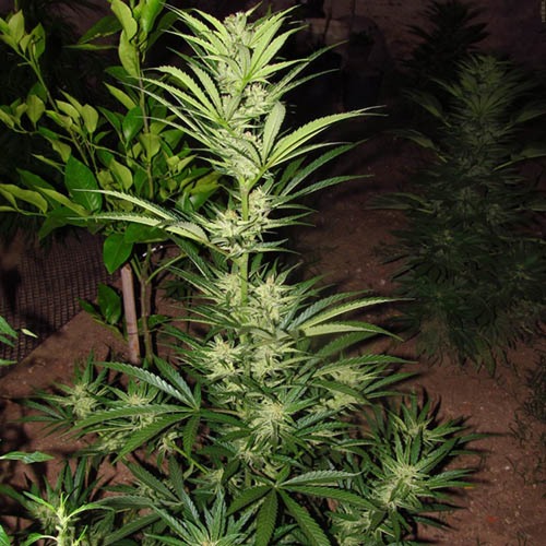 Afghani Gold - Spliff Seeds kleine wietplant in bloei
