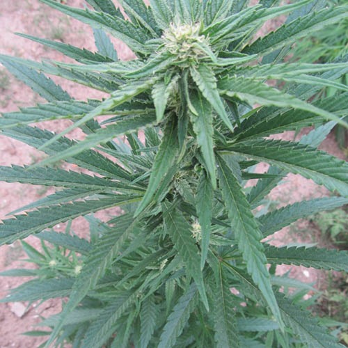 Afghani Gold - Spliff Seeds wietplant begin bloeiperiode