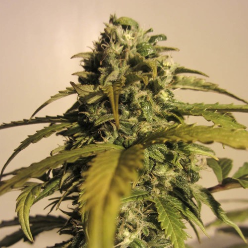 Ak Automatic - Spliff Seeds wietplant top in bloei