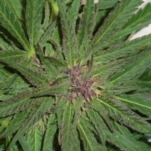 Blue Medi Kush - Spliff Seeds close up wiet top