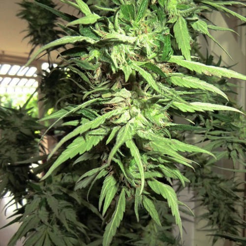 Blue Medi Kush - Spliff Seeds wietplant buiten kweken