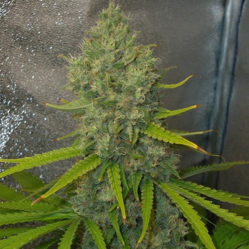 Bubblegun - Spliff Seeds wietplant in bloei