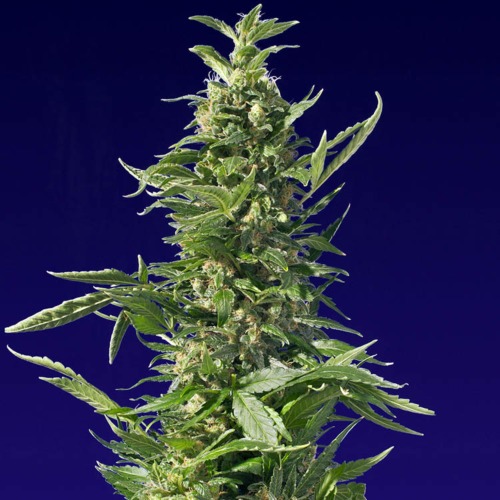 Spliff Diesel - Spliff Seeds