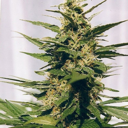 Polm Gold Outdoor - Spliff Seeds