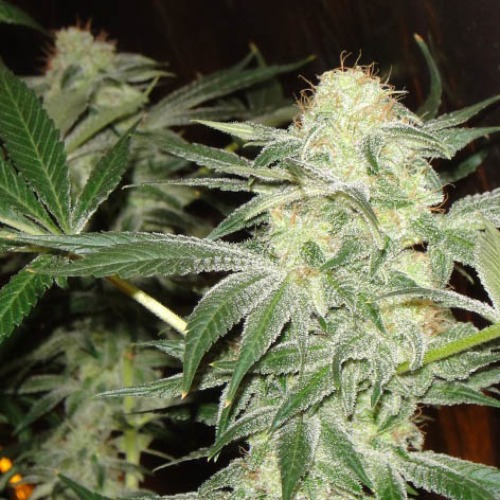 Snow White - Spliff Seeds wietplant in bloei binnenkweek