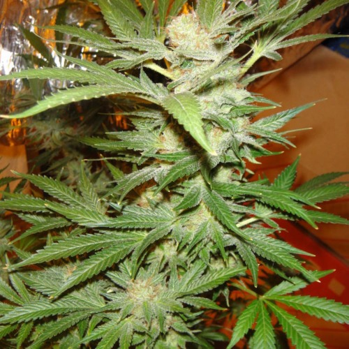 Snow White - Spliff Seeds binnen wiet kweken