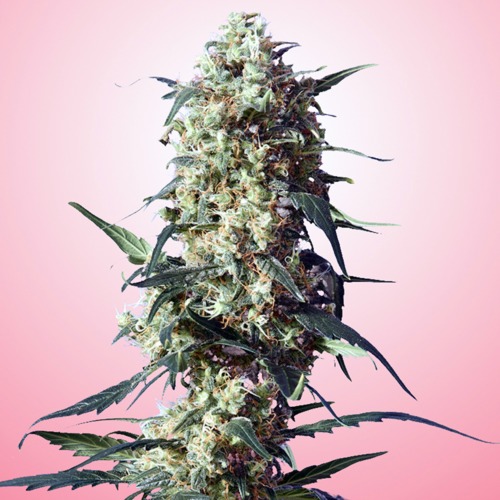 Spliff Strawberry - Spliff Seeds