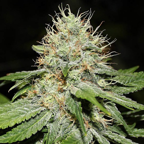 Sweet n Sour Indoor - Spliff Seeds