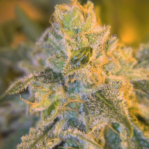 Sweet n Sour Outdoor - Spliff Seeds